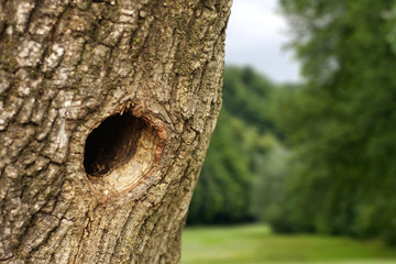 Fototapeta premium Hole in tree trunk