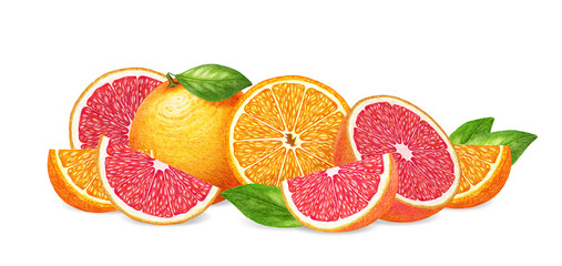 Hand-drawn illustration of fruits. Digitally colored. Oranges and grapefruits.