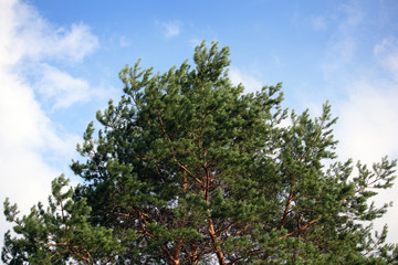 Green crown of the pine over the blue sky