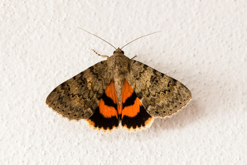 Eurasian catocala moth