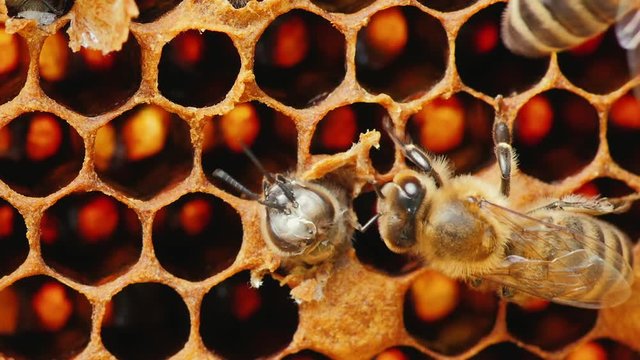 The emergence of a new life - a young bee flies out of the cell where she grew up. Second, it helps bee