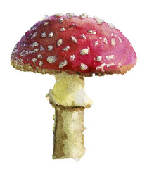 watercolor sketch of amanita on white background