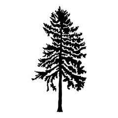 Pine tree isolated on white background, silhouette woods and fir tree for your design, isolated.