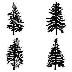 Fir trees set isolated on white background illustration. Collection of black coniferous trees silhouettes. Hand drawing. 