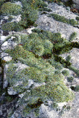 The surface of the stone, overgrown with moss