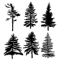 Obraz premium Fir trees set isolated on white background illustration. Collection of black coniferous trees silhouettes. Hand drawing. 