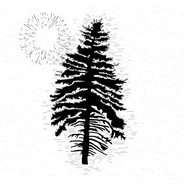 Vector silhouette of Canadian pine tree. Conifer tree silhouettes on the white textured background.