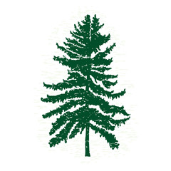 Vector evergreen silhouette of pine and fir tree, conifer tree, nature design element.