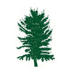 Vector evergreen silhouette of pine and fir tree, conifer tree, nature design element.