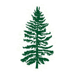 Fototapeta premium Vector evergreen silhouette of pine and fir tree, conifer tree, nature design element.