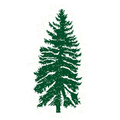 Vector evergreen silhouette of pine and fir tree, conifer tree, nature design element.