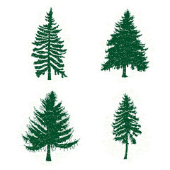 Set of different silhouettes of green pine trees, vector illustration. Collection of vintage textured grunge fir trees design template. Vector illustration.