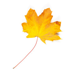 Autumn leaf isolated