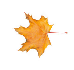 Naklejka na ściany i meble Autumn leaf isolated