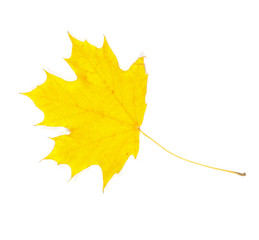 Autumn leaf isolated