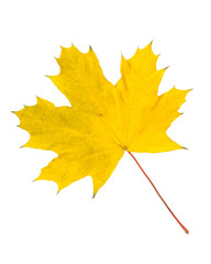 Autumn leaf isolated