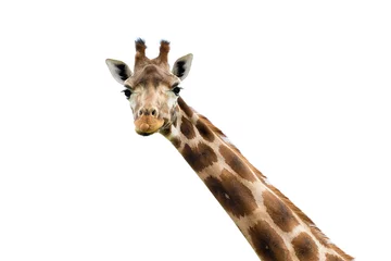 Crédence de cuisine en verre imprimé Girafe Zoo sauvage de portrait de girafe. Photo en gros plan.