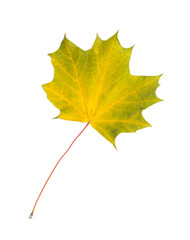 Autumn leaf isolated