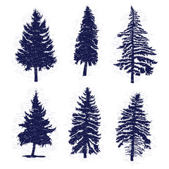 Set of hand drawn textured fir tree vector illustration. Silhouette of the grunge pine trees.