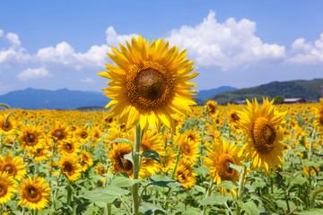 満開の向日葵畑