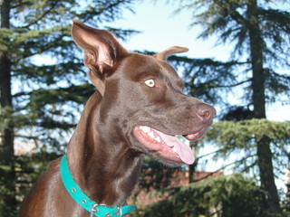 perro mirando atento