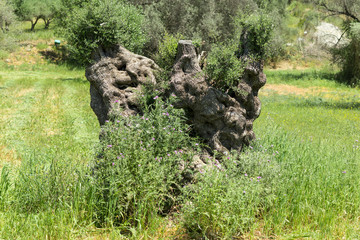 South central Crete in springtime. Olive trunk on a field with old olive trees. Wildflowers on a meadow around the trees. Rain was falling and the vegetation is everywhere green