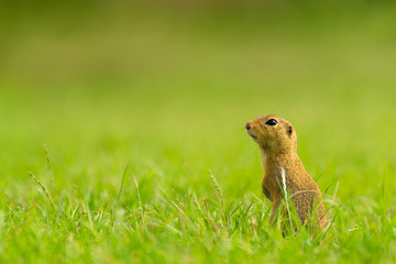 Naklejka na ściany i meble European Ground Squirrel Standing on Field
