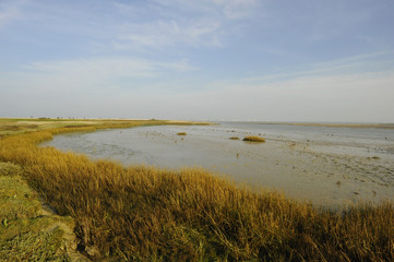 Paysage nature en baie de Somme au Hourdel (80410 Cayeux-sur-Mer), département de la Somme en région Hauts-de-France , France