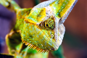Veiled Chameleon (Chamaeleo calyptratus)