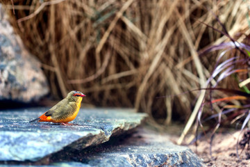 Orange-breasted waxbill (Amandava subflava)