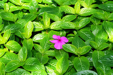 Pink flower on background of green leaves