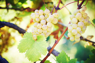 Green grape on vineyard - obrazy, fototapety, plakaty