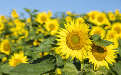 Fototapeta premium two sunflowers close up on the field 