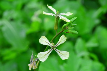 Garden plant arugula flower flowering time