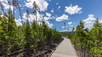 Beautiful sky with clouds over the park. Wooden walkway among the geysers and trees.  Back Basin of Norris Geyser Basin. Yellowstone National Park, Wyoming