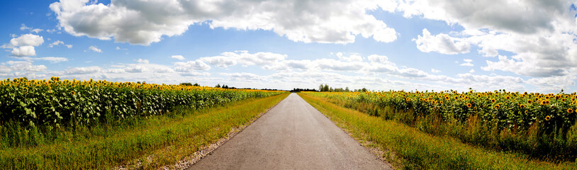 Road in field with sunflowers