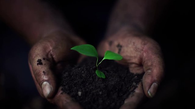 detail footage of man holding earth with small plant 