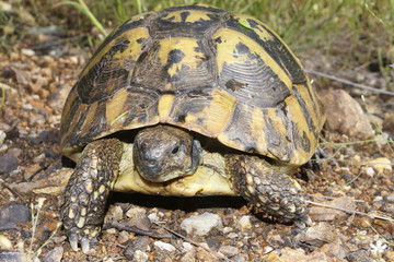 Hermann's tortoise, Testudo hermanni