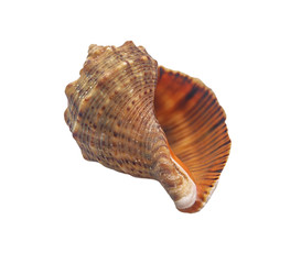 Seashell isolated on white