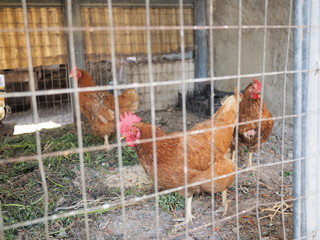 galline nel pollaio