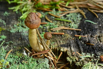 Mushrooms on old dry tree stump covered with moss