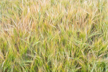 Wheat ears as background