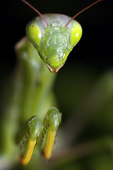 Mantis in macro