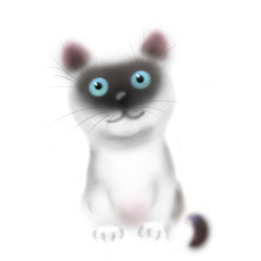 The Thai cat. The Siamese kitten.