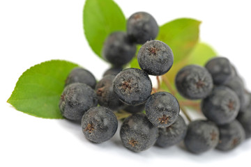 Aroniabeeren, Aronia melanocarpa