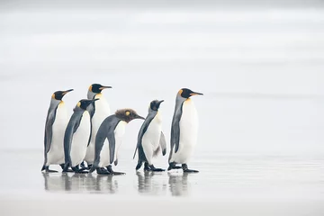 Poster Pinguinos rey en la playa © joangil