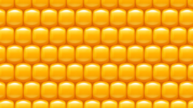 corn background 04 try
