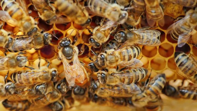 The queen bee surrounded by bees: that support and feed