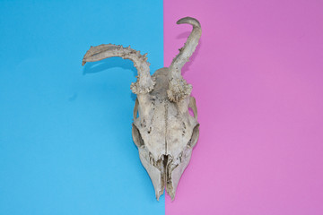 Deer Skull On Multicoloured Pink and Blue Abstract Background