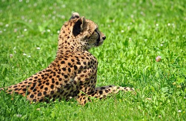 cheetah in Africa